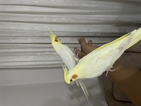 Full Evcil Sultan Papağanları