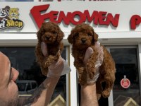WC eğitimli orjinal Maltipoo yavrular Ankara mağaza