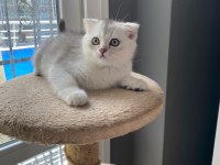 3 aylık Silver scottish fold oğluşum