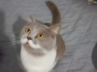 MİNİK BRİTİSH SHORTHAİR BETAMIZ YENİ YUVASINI ARIYOR