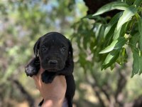 Güçlü ve dünyalar güzeli cane corso yavrular
