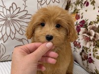 RED MALTİPOO DİŞİ YAVRUM