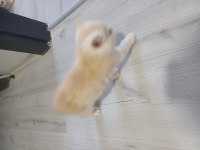 Bir adet 2 buçuk aylık exotic shorthair dişi