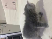 British shorthair kedimiz