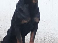Alan Koruması Üst Seviyede Rottweiler