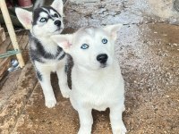 Husky Köpekler