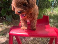 Kore Orjinal Toy Poodle İki Dişi İki Erkek