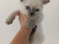 British shorthair bluepoint