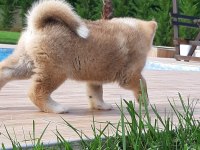 JAPON AKİTA INU YAVRULARİ İSTANBUL 