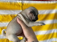 A KALİTE IRK GARANTİLİ PUG BEBEKLER