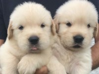 Akıl Küpü Golden Retriever Yavruları