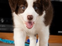 Çok iyi border collie yavruları İstanbul