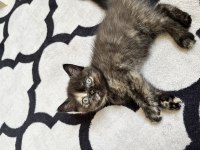 Ücretsiz sahiplendirme british shorthair