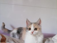Chinchilla tekir melezi
