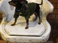 Sıfır numara pinscher orjinal