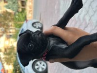 Eğitimli Yavru Pug