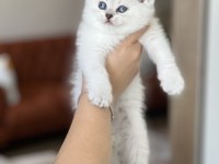 Sosyal British Shorthair Yavrum