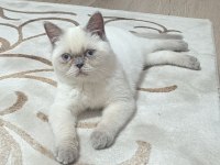 British Shorthair Pamuk