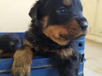 Rottweiler yavru kediler