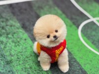 BÜYÜMEYEN CİNS POMERANİAN BOO