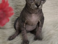 Naked Beauty Sphynx Cattery 10 Haftalık