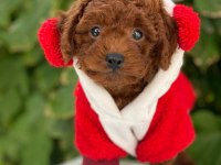 Kore Toy Poodle yavrularımız