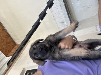 Son 3 Dişi 1 Erkek Teslime Hazır Orjinal Yavrular