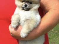 Portakal Gibi Kız Pomeranian Boo