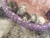 Aile arayan british shorthair bebişler