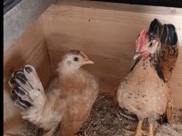 Serama cinsi tavuklar