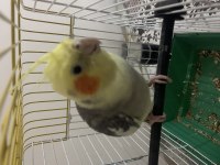 ERKEK SULTAN PAPAĞANI