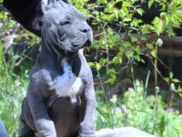 Fcı-Kıf Secereli Safkan Cane Corso Köpekler