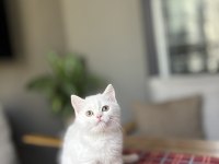Beyaz Brıtısh Shorthair Yavrular 