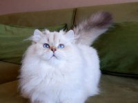 Full şecereli british longhair