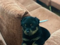 A kalite son erkek rottweiler yavru
