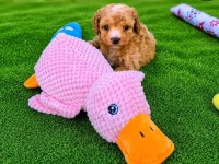 Maltipoo Yavrularımız