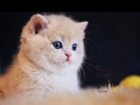 Safkan Şecereli British Shorthair Prenses