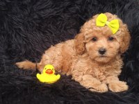 Dişi Toy Poodle Bebeğimiz