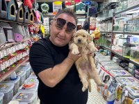 Orijinal golden retriever yavruları