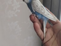 Bebek yavru muhabbet kuşu