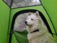 Erkek orjinal safkan samoyed