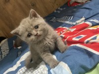 Orjinal british Shorthair
