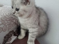 Yavru british kedim