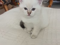 British Shorthair Yavrular