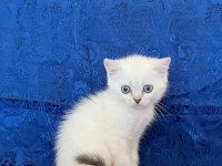 Maviş british shorthair oğlumuz