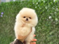 Show Kalite Pomeranian Boo Yavrularımız