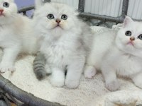 Highland (Longhair) safkan kediler Catteryden
