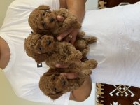 A Kalite Orjinal Sağlıklı Poodle