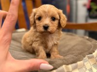 MİNİK MALTİPOO YAVRULARIM