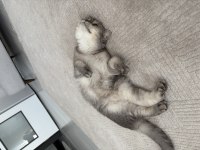 British Shorthair Kısır